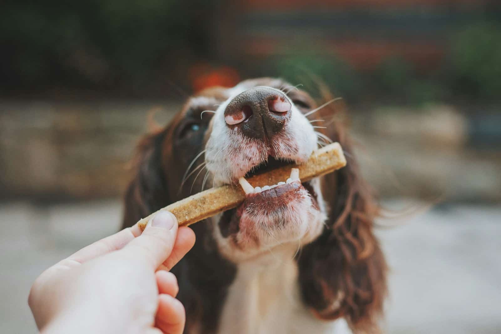 Transforming Your Dog’s Oral Health: Why Choosing the Right Care Matters
